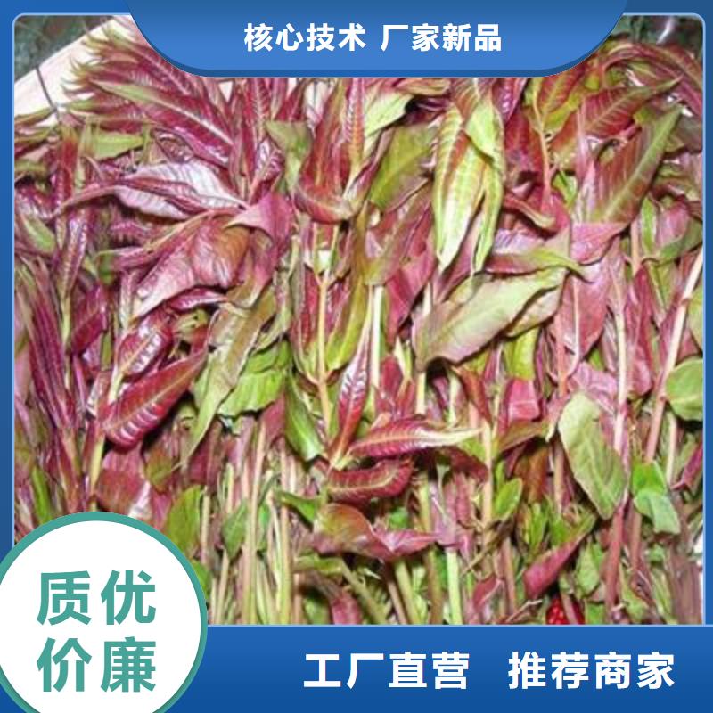 香椿苗定做廠家