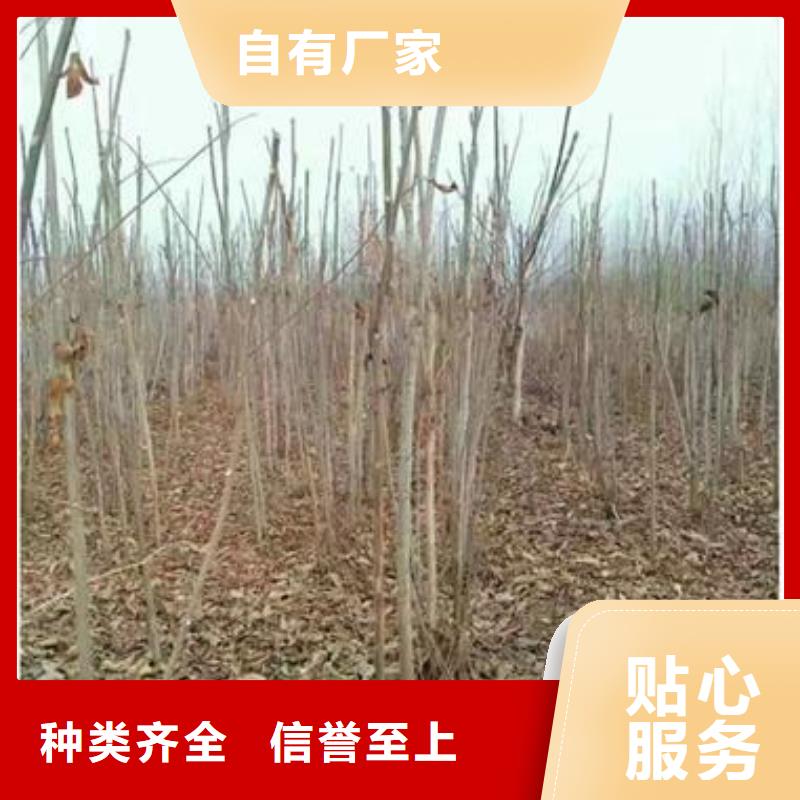 供應(yīng)香椿苗