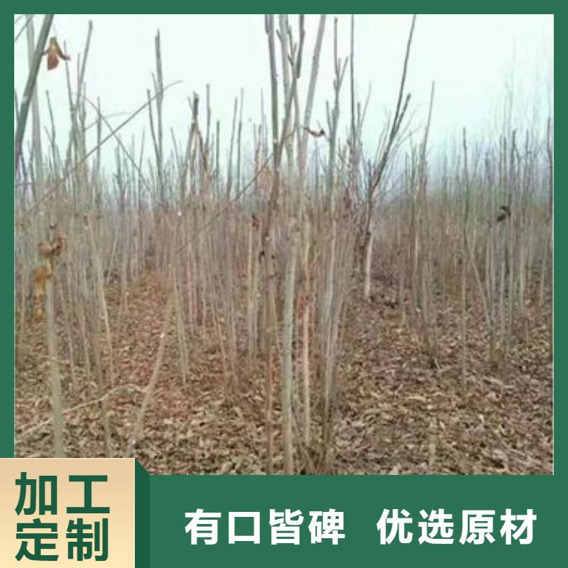 香椿苗-热销价格实惠工厂直供