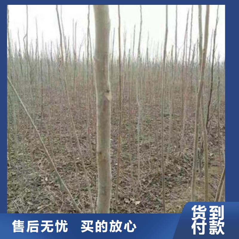【圖】香椿苗廠(chǎng)家直銷(xiāo)