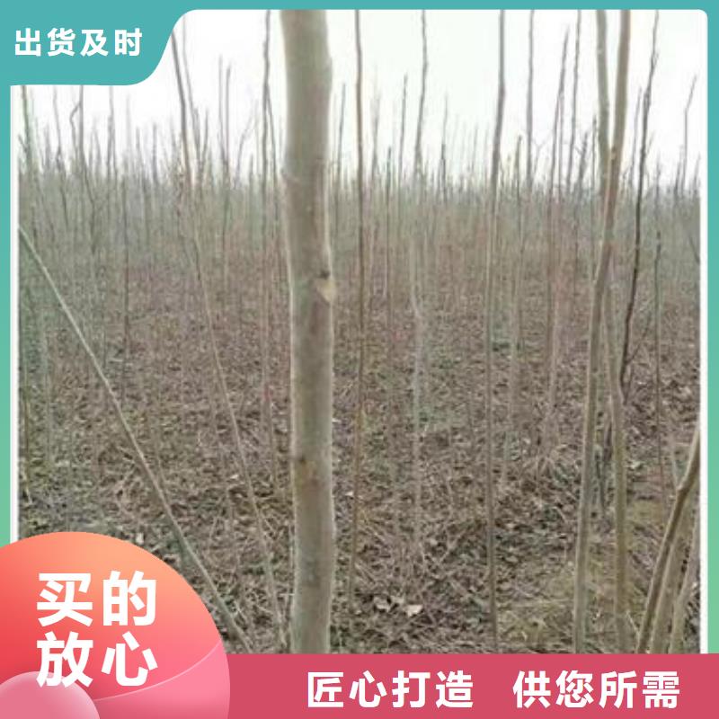 香椿苗采购认准大厂