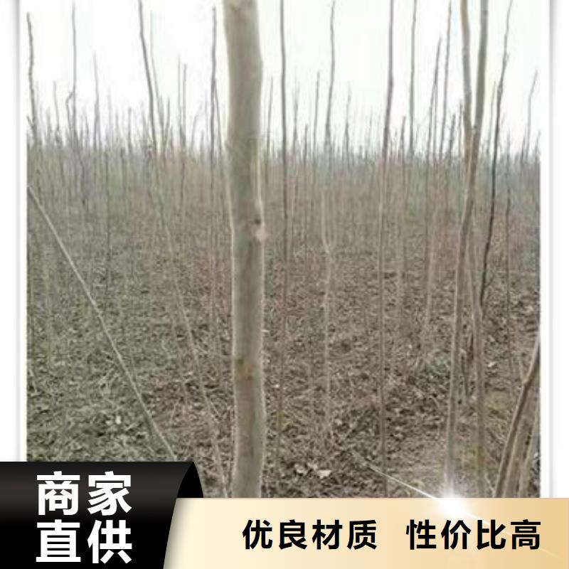 香椿苗公司发货快高品质诚信厂家