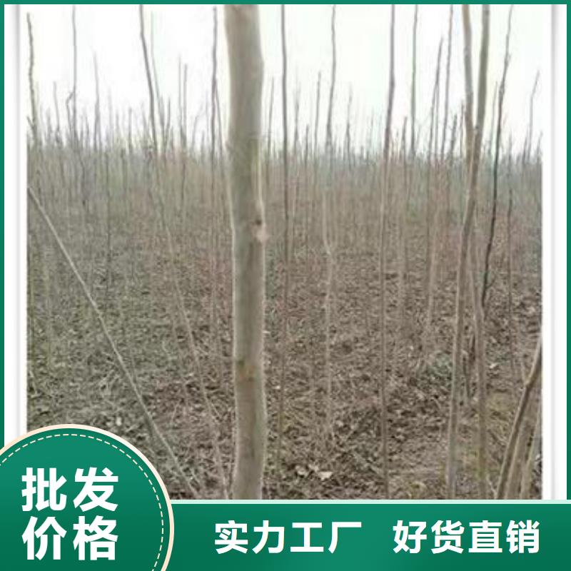供應(yīng)香椿苗