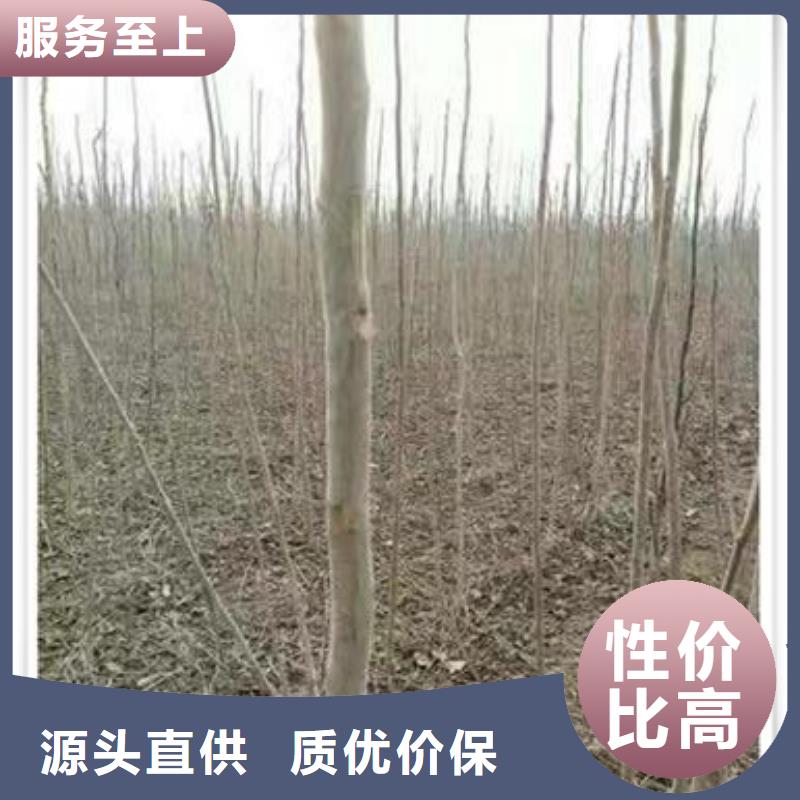香椿苗生產經驗豐富的廠家