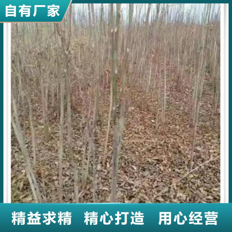 香椿苗廠家，放心之選