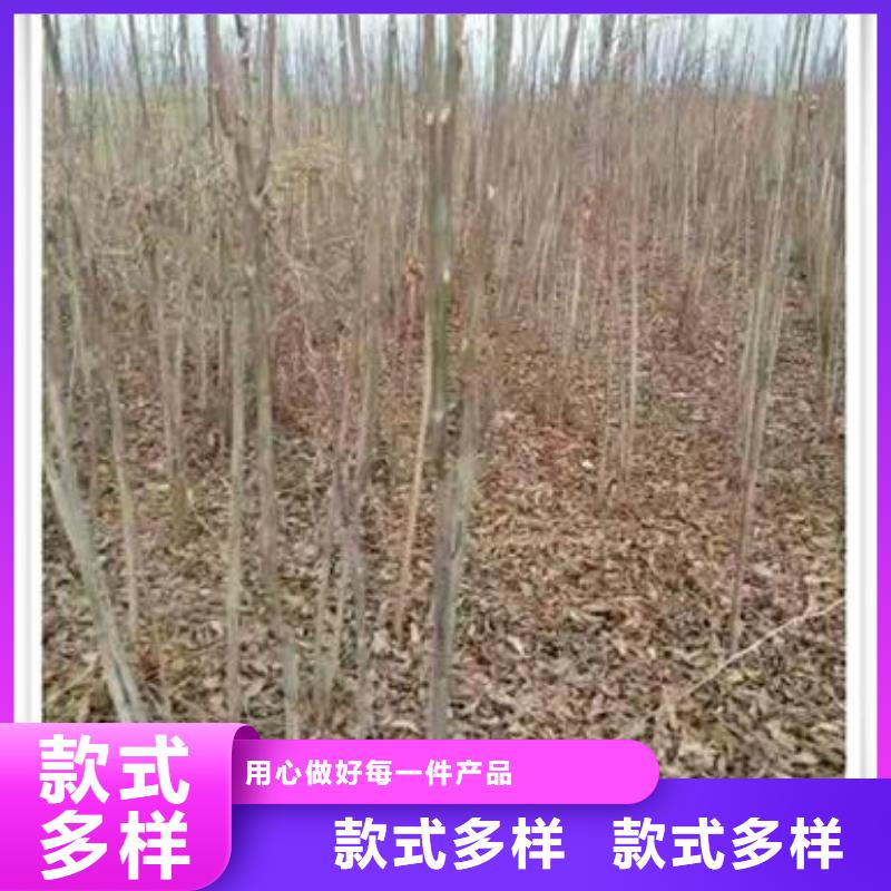 香椿苗-香椿苗货比三家源头厂家量大价优