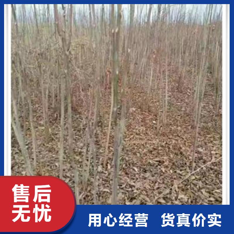 香椿苗采购认准大厂同城货源