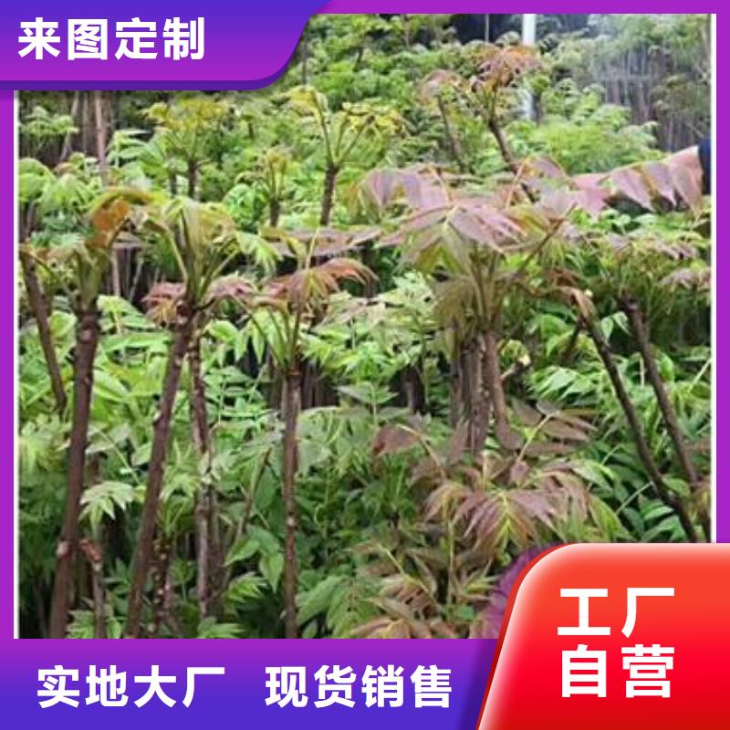 資訊：香椿苗生產(chǎn)廠家