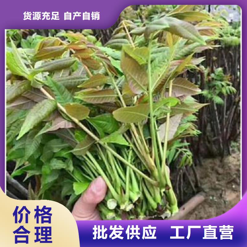 #香椿苗#規格全