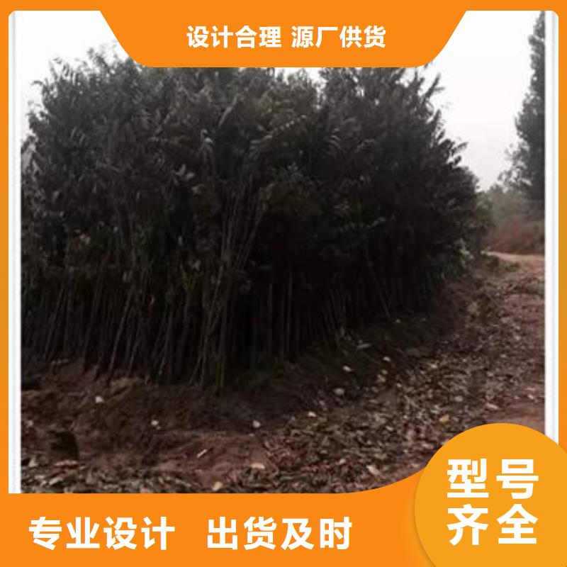 香椿苗参数详情细节严格凸显品质