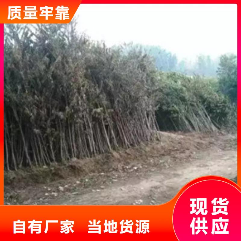 香椿苗-生产基地-可全国发货把实惠留给您