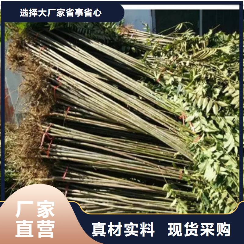 優惠的香椿苗批發商