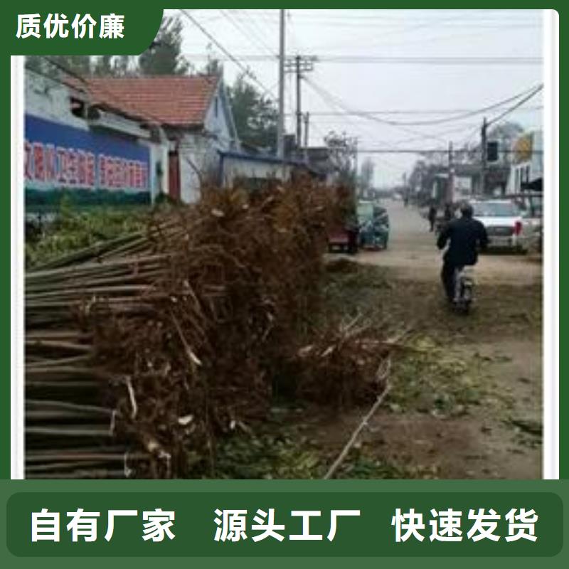 香椿苗資訊