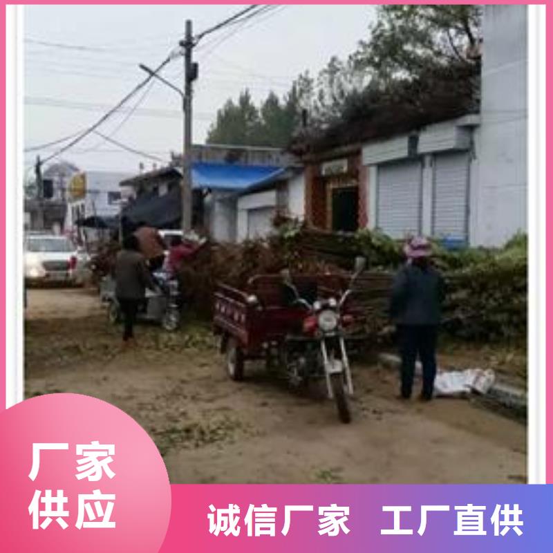 香椿苗供应厂家质检合格发货