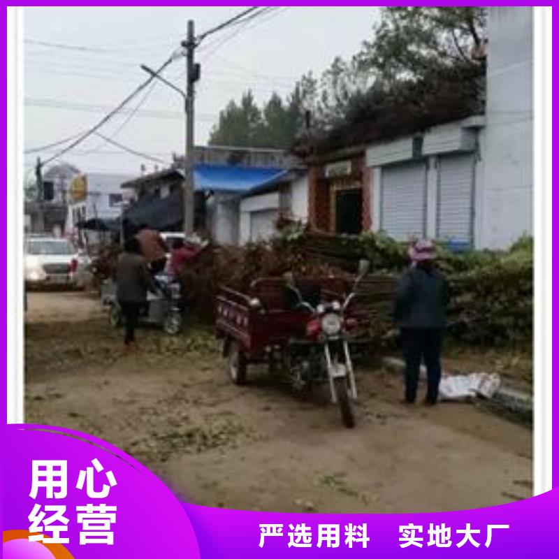 质量优的香椿苗实体厂家现货齐全售后无忧