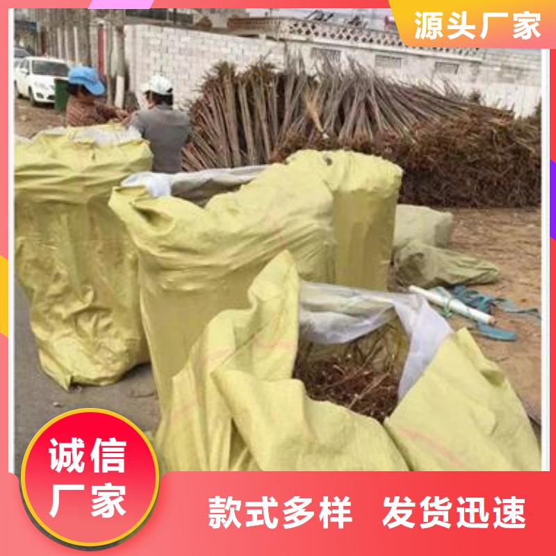 香椿苗产品型号参数免费寄样