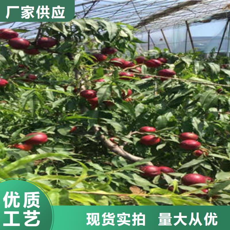 桃樹包你滿意