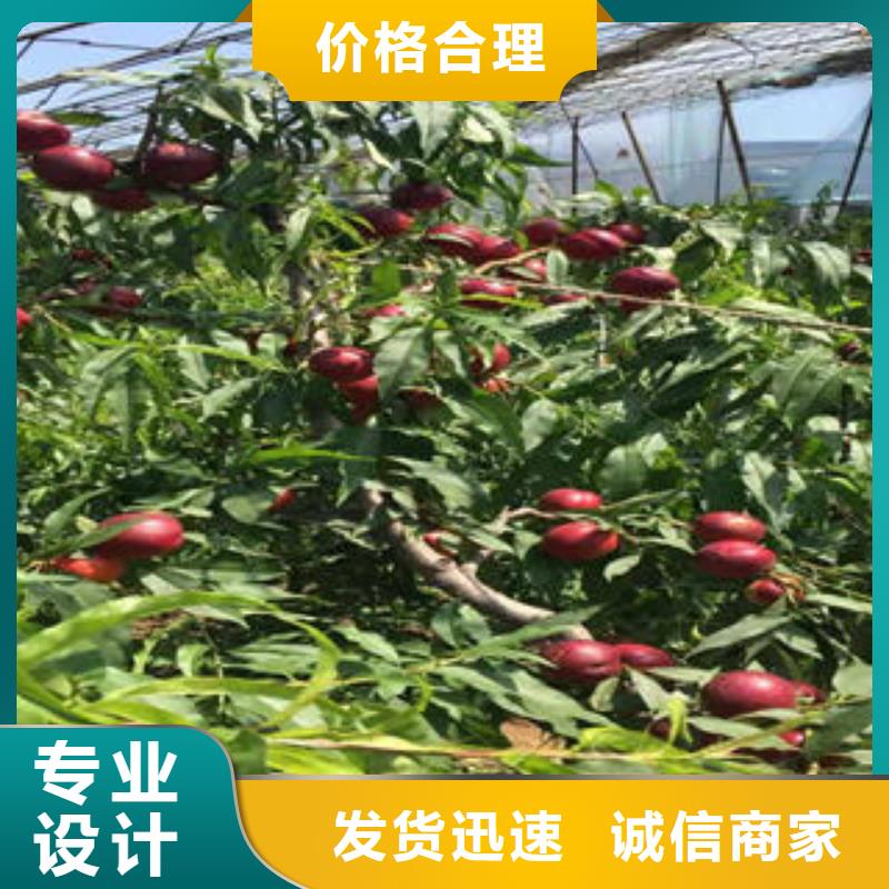 中華黑桃樹苗10公分