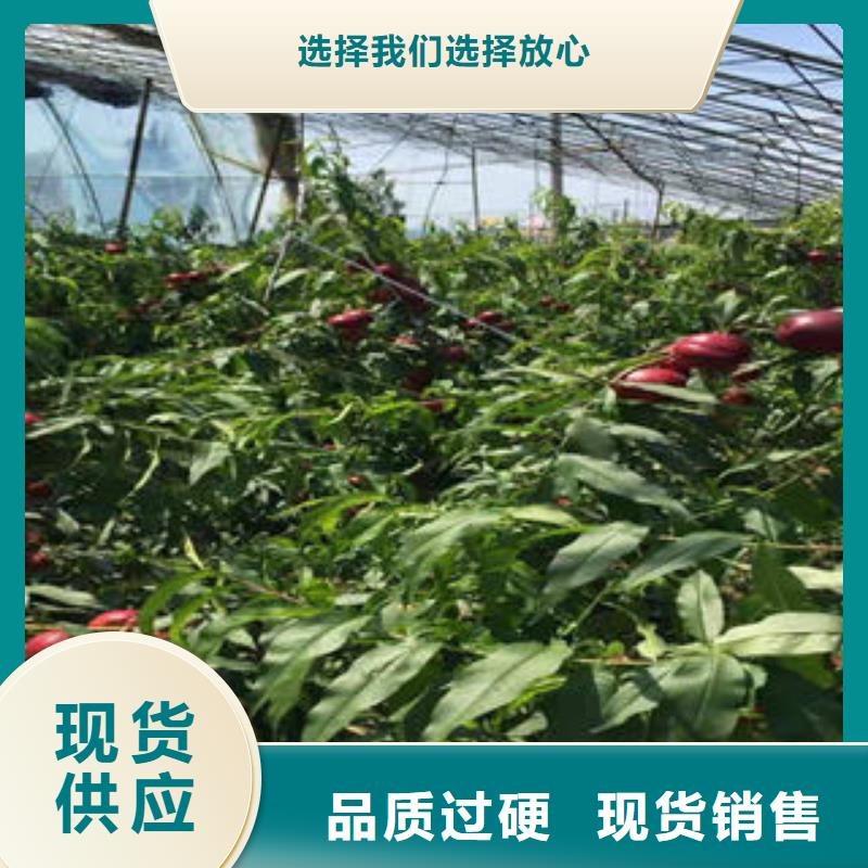 中桃金蜜桃樹苗幾年結果
