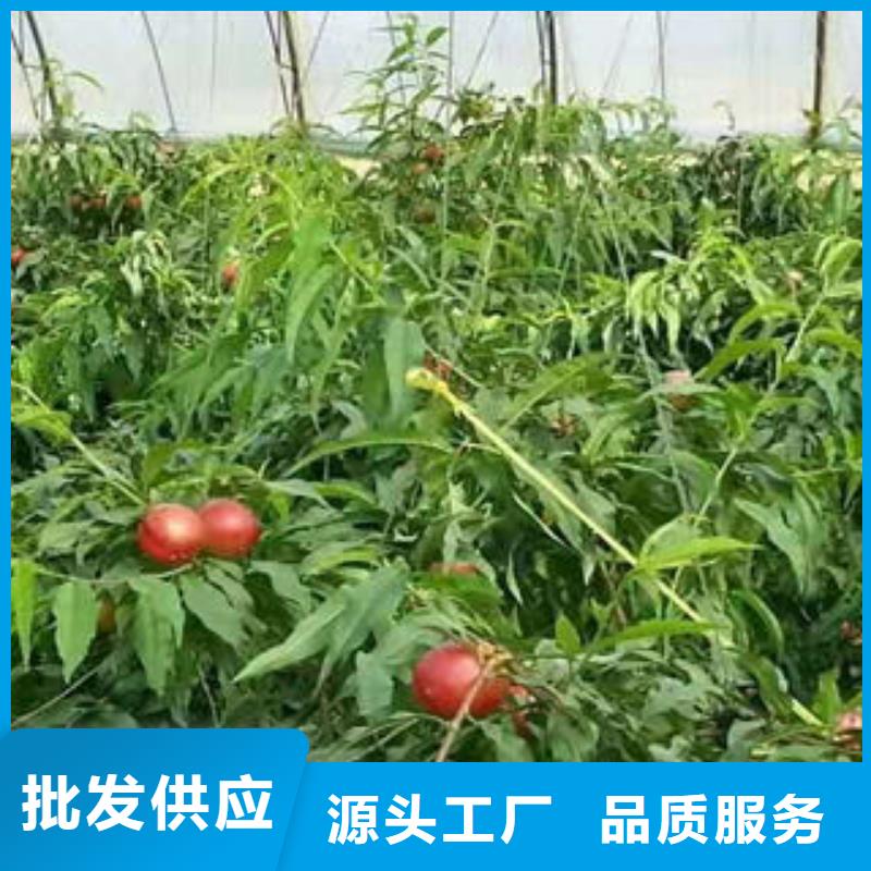 定做桃樹的廠家