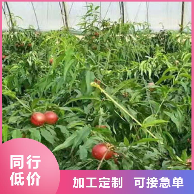 突圍桃樹苗1公分