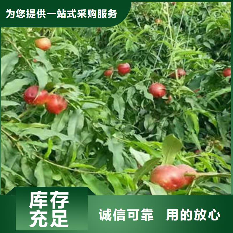 找桃樹-現(xiàn)貨充足有保障同城經(jīng)銷商