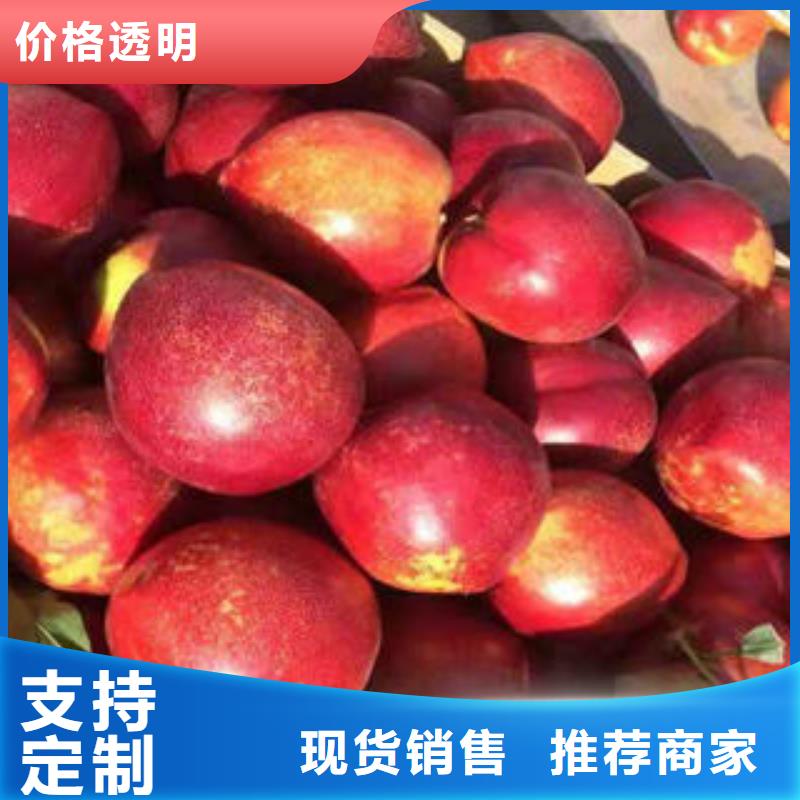 黃桃樹苗哪里的品種純