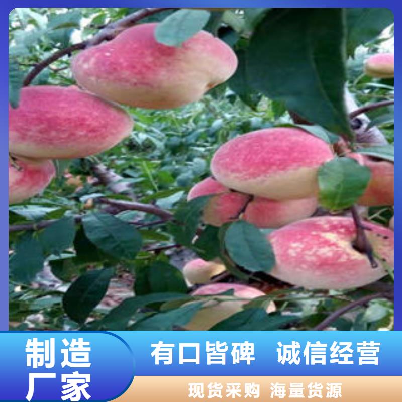 永蓮蜜桃八號桃樹苗哪里有賣的