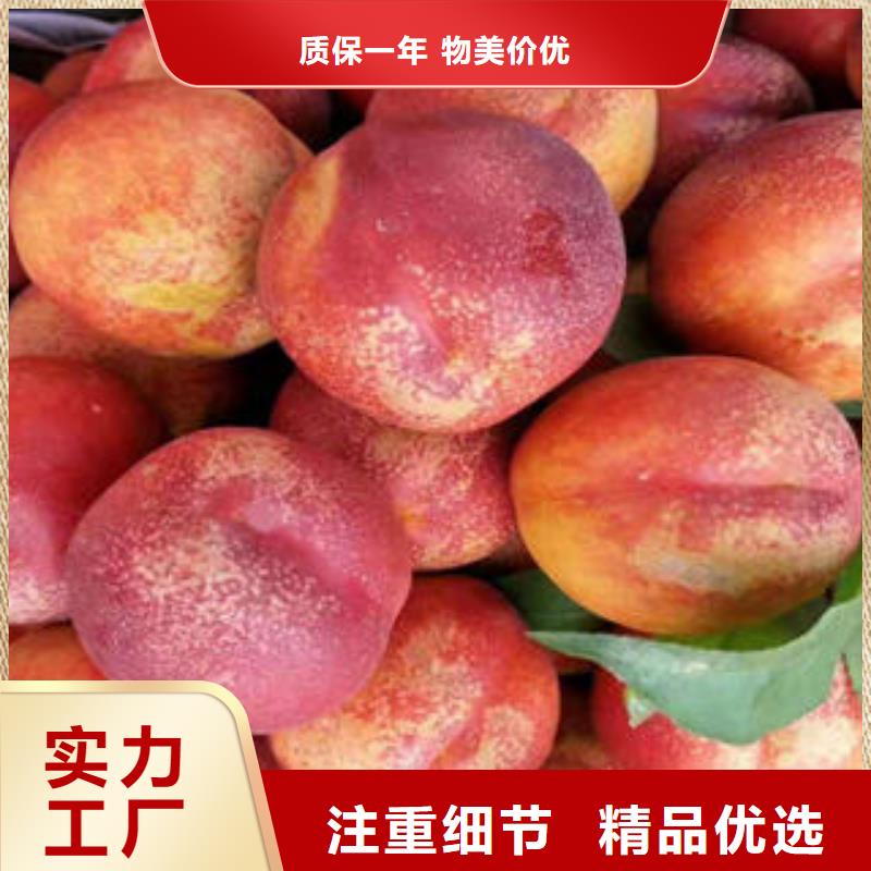 桃樹-我們只做高品質