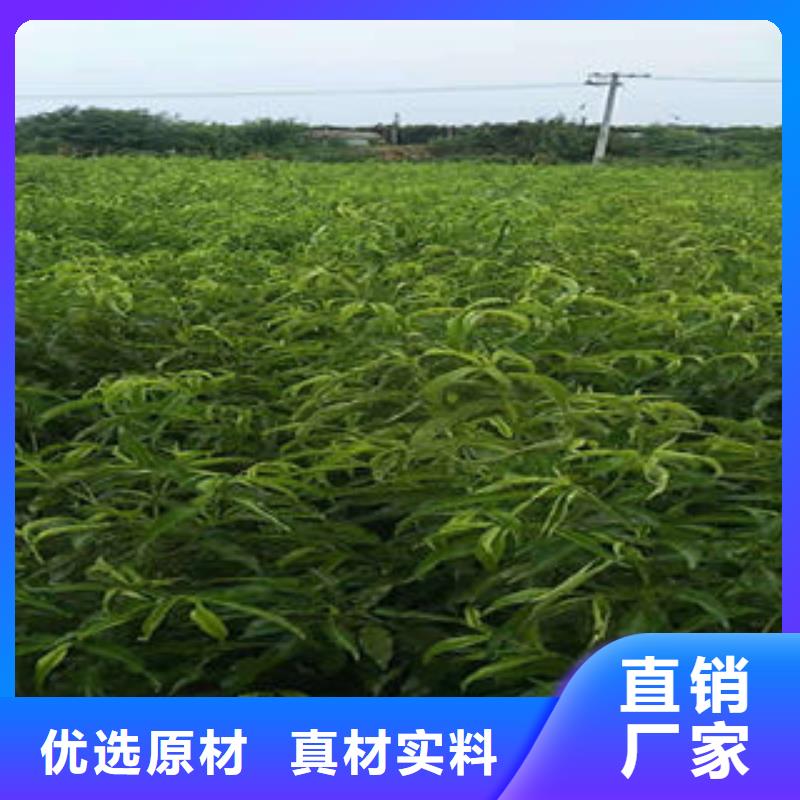 麗春油桃樹苗1年