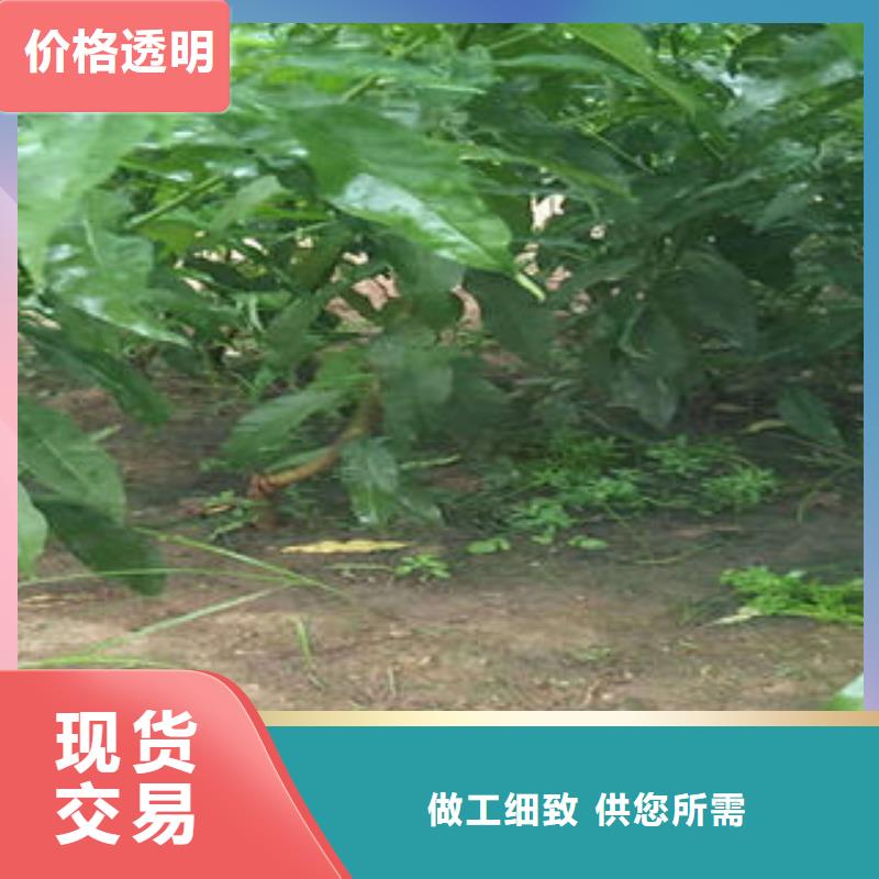 早熟蟠桃樹苗10公分