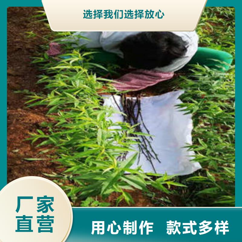 瑞光22号油桃树苗12公分