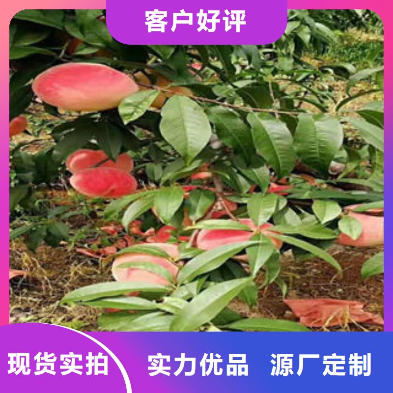 優質桃樹的公司