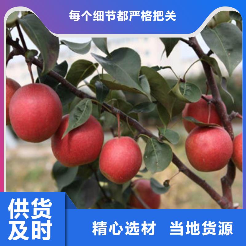 白梨樹苗哪里有賣的