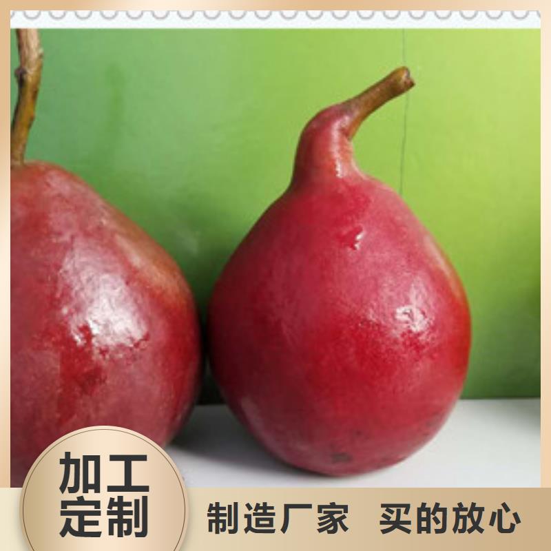 新梨7七號樹苗