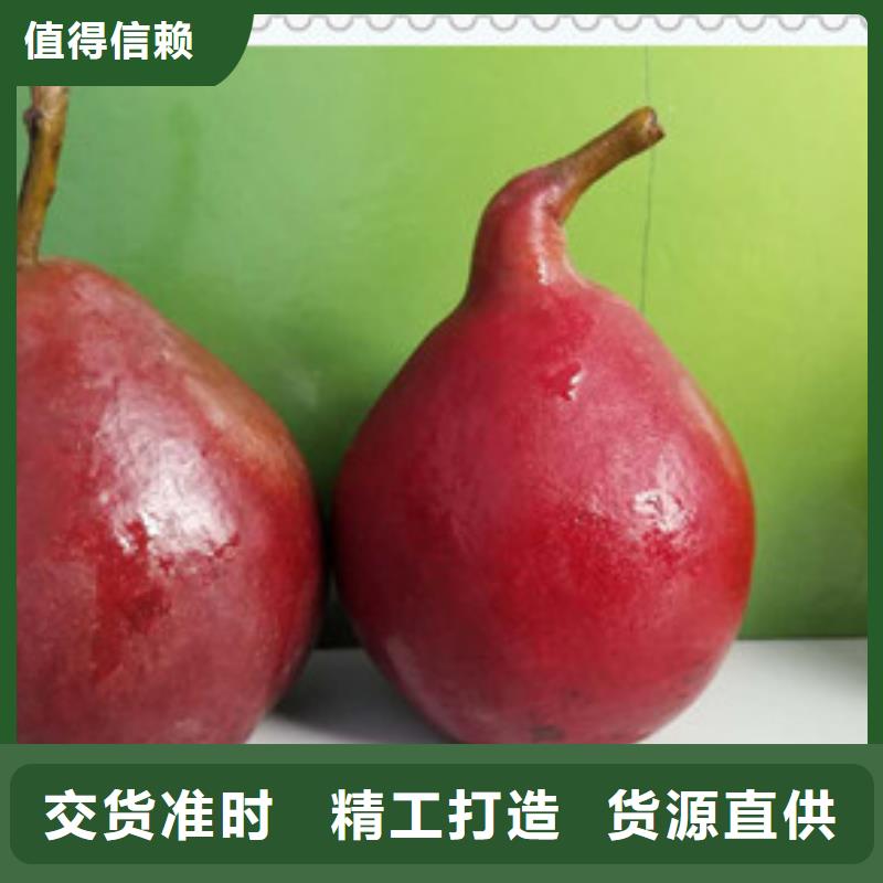 梨樹(shù)苗貨源充足