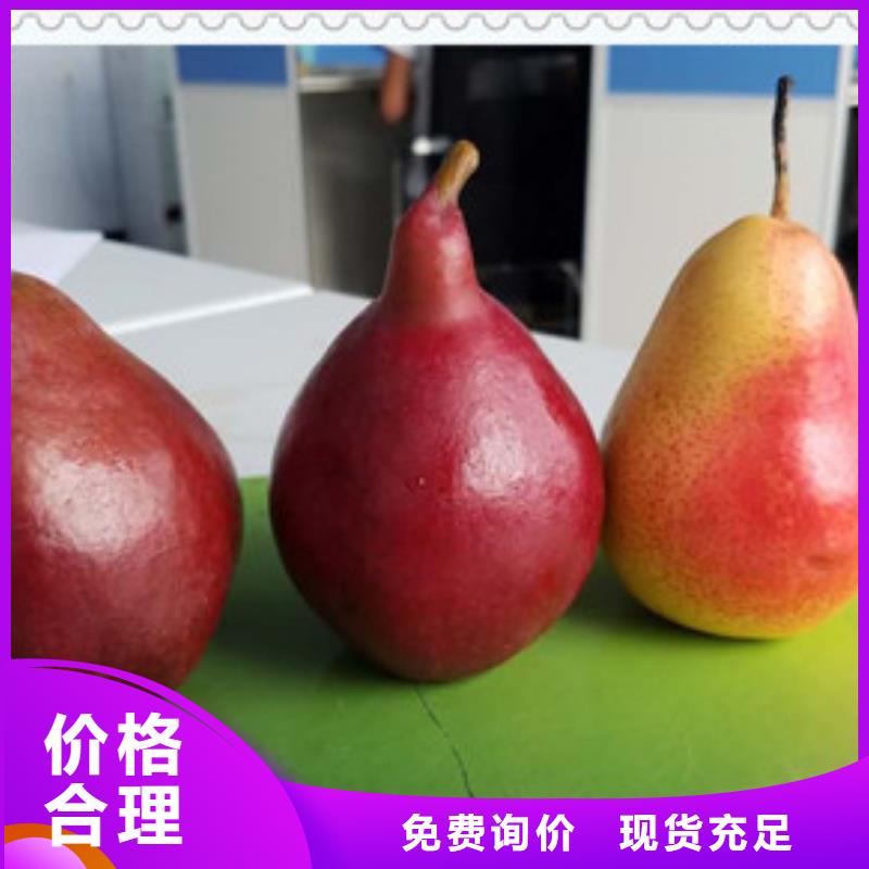 伏香梨樹苗批發價格