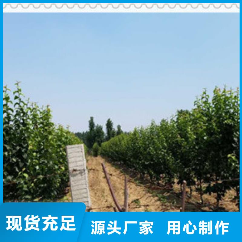 五九香梨樹苗種植方法