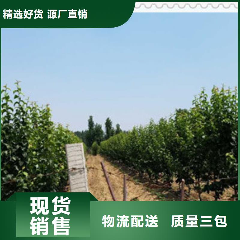 梨樹苗-梨樹苗現貨供應