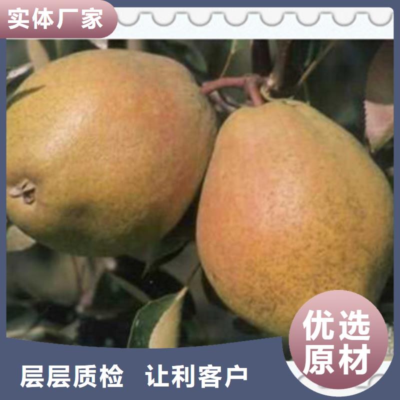 白梨樹苗哪里有賣的