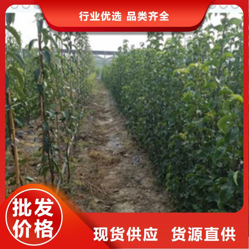 梨樹苗質量保證老牌廠家