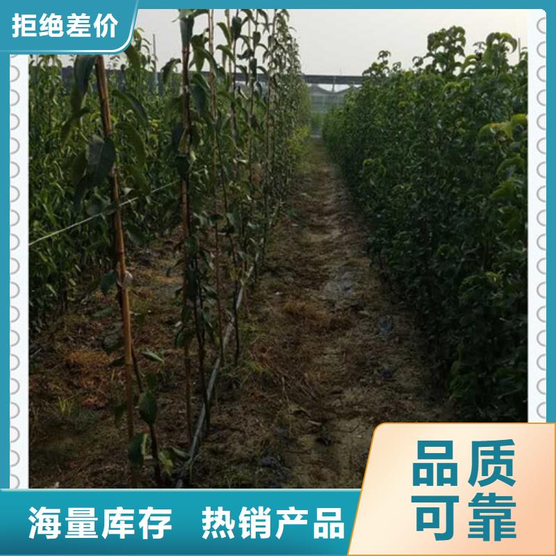 梨树苗定制厂家同城制造商