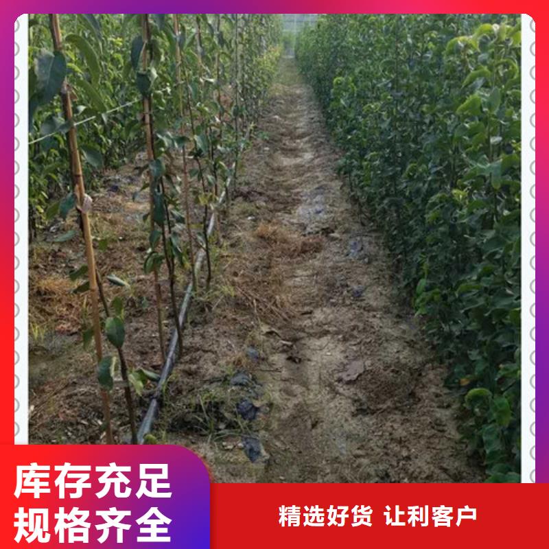 黄冠梨树苗种植时间