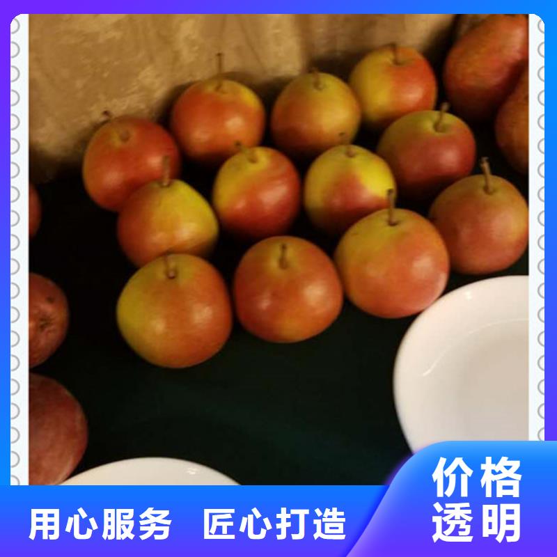 冬蜜梨樹苗求購