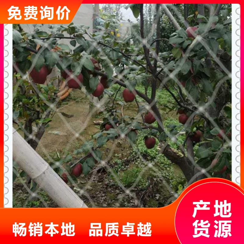 梨樹(shù)苗廠價(jià)批發(fā)