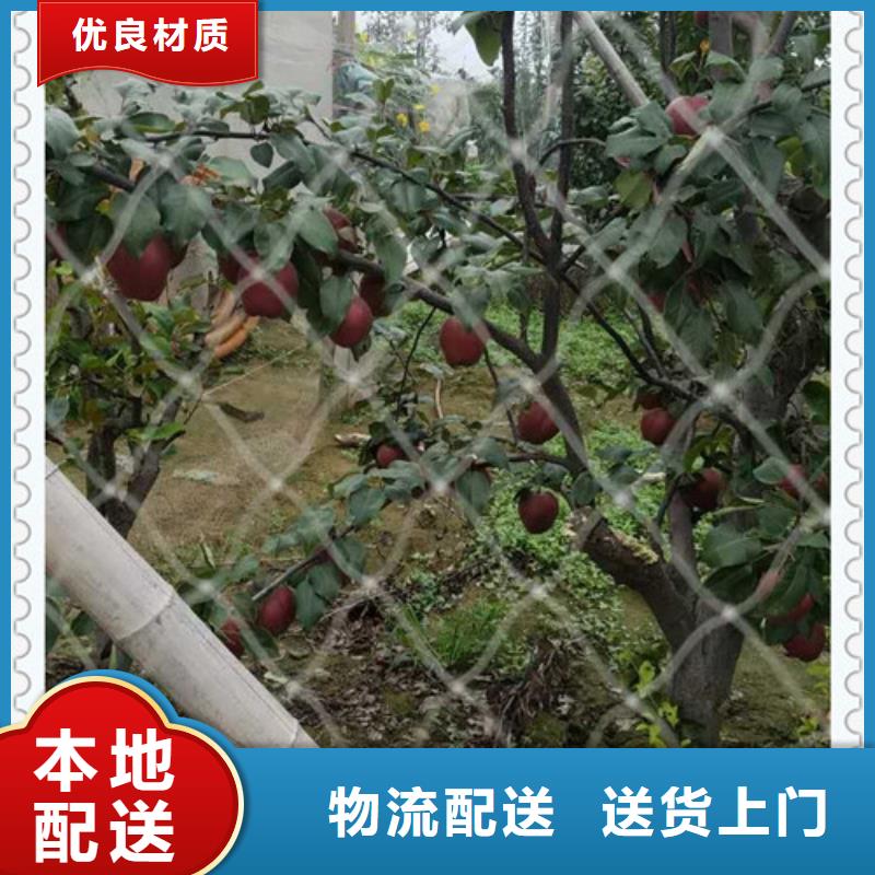 茄梨樹苗幾年結果
