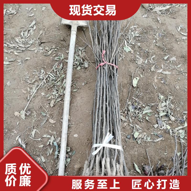 苹果梨树苗专业合作社