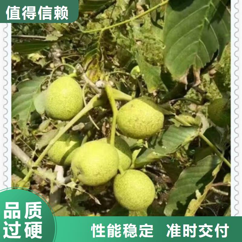 現(xiàn)貨供應(yīng)核桃苗_優(yōu)質(zhì)廠家