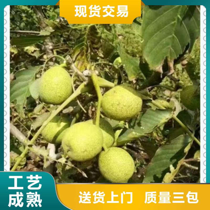 核桃苗-核桃苗厂家现货