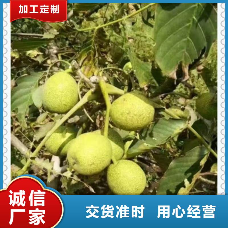 常年供應核桃苗-省錢
